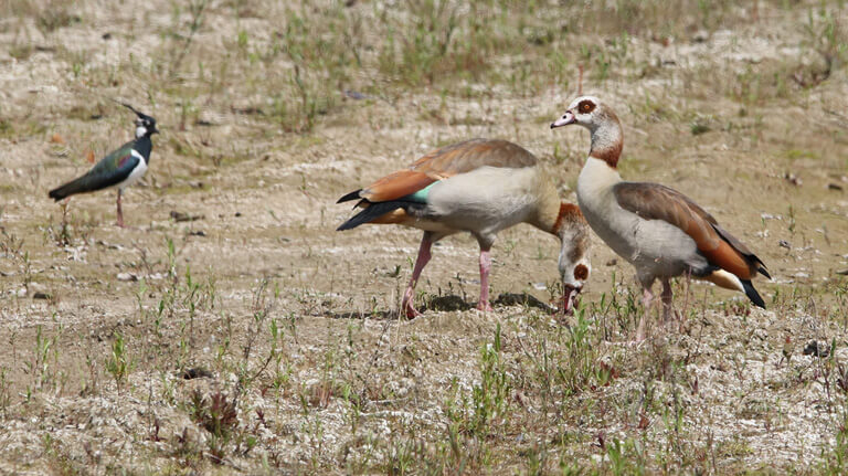 Buntestun-Schielein-Kieswerk-zurek